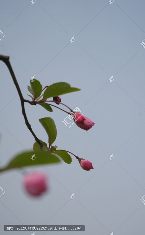海棠花树枝