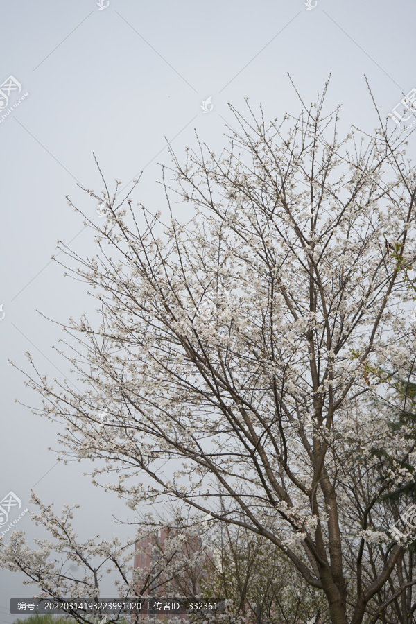 樱花树木