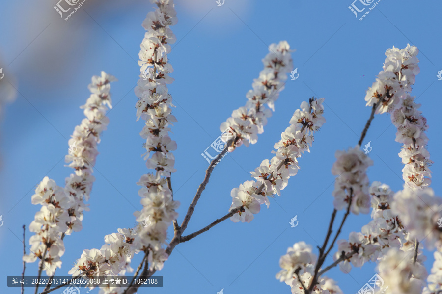 春天桃花盛开