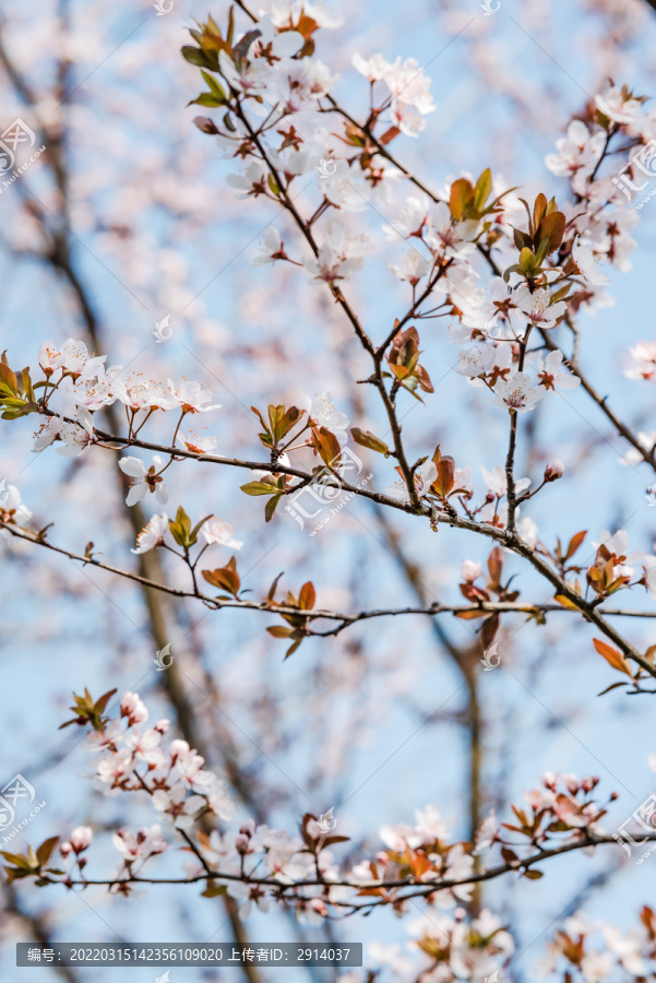 樱花