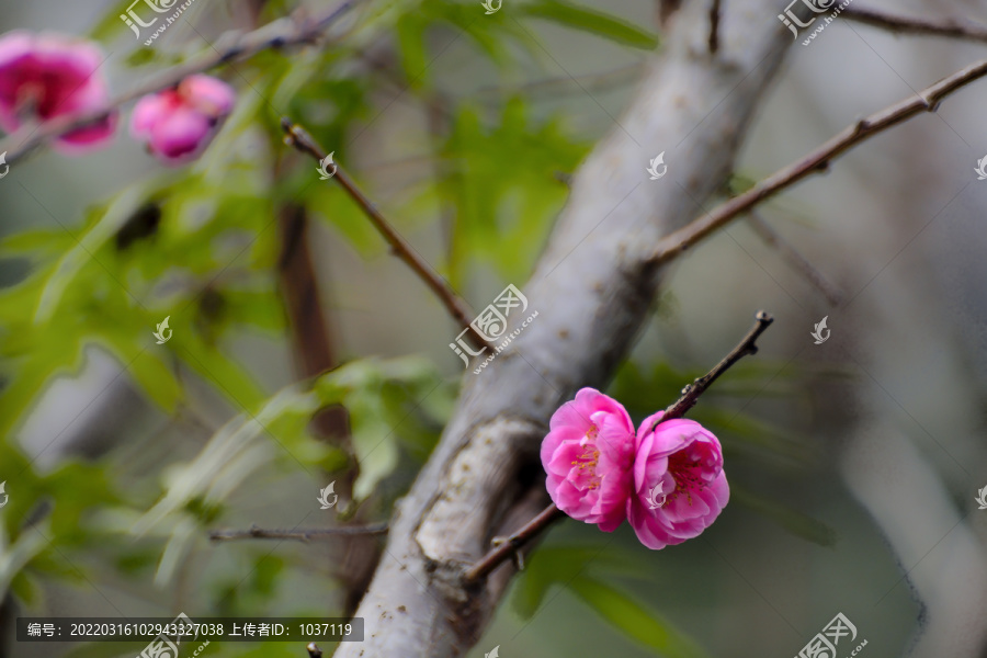 春暖花开