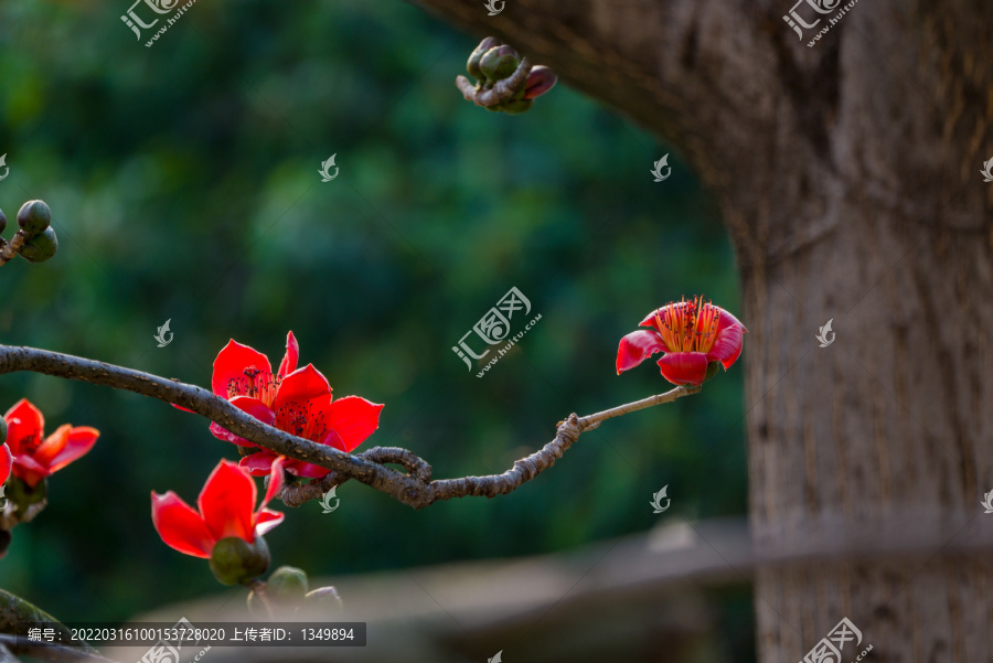 木棉花开