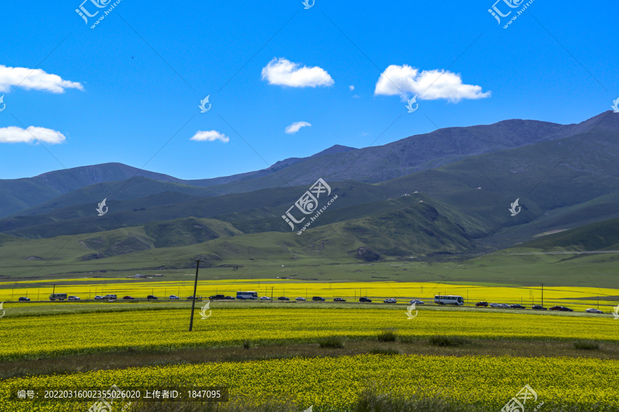 青海湖油菜花