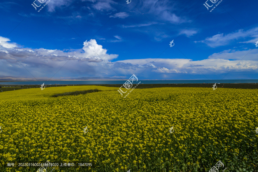 青海湖油菜花