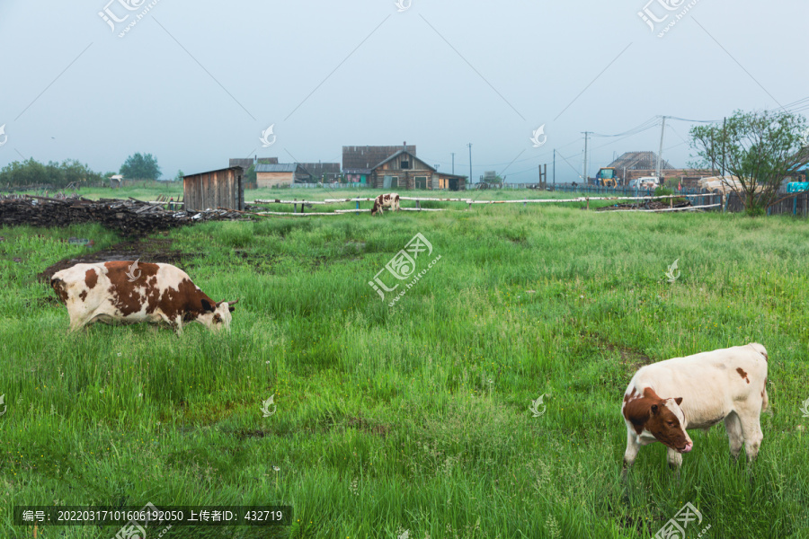 乡村老房子牛群草地