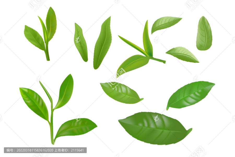 绿茶嫩芽采摘叶脉叶柄叶片矢量