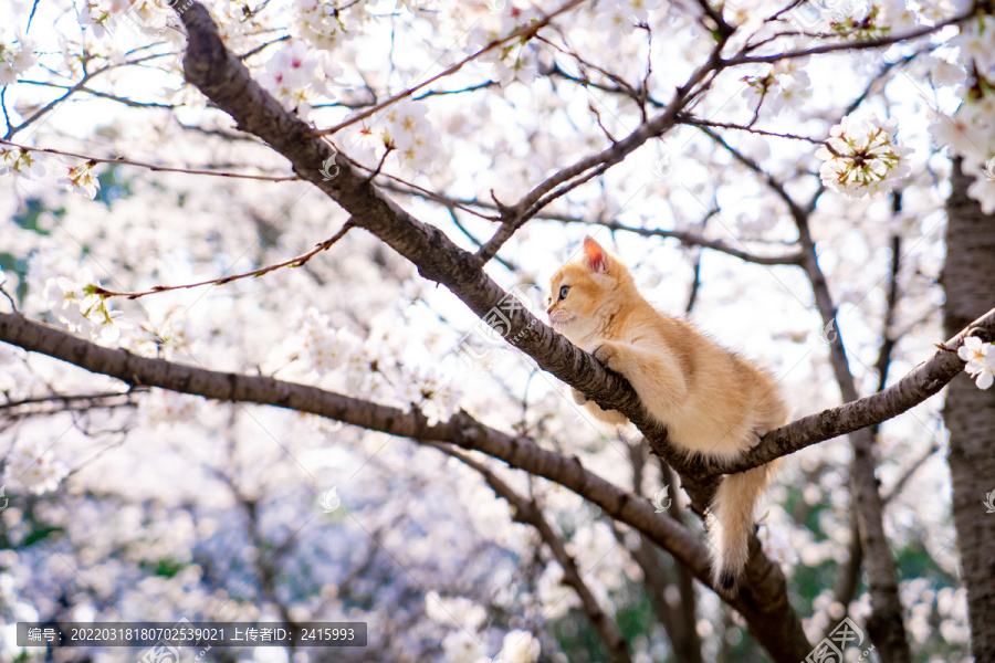 猫咪樱花