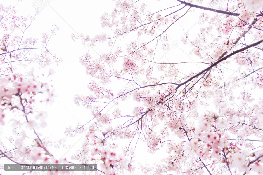 春天户外粉色樱花树枝花朵特写