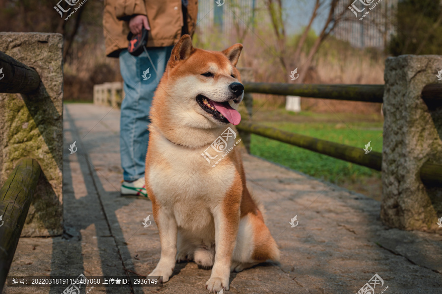 柴犬高清写真