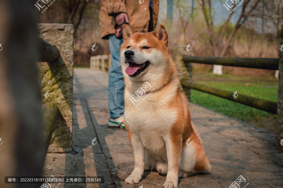 柴犬高清写真