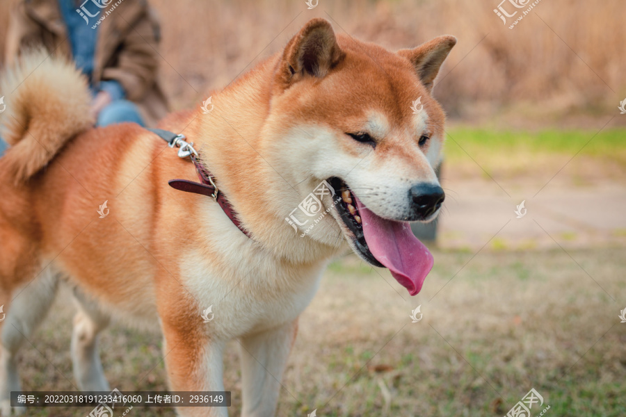 柴犬高清写真