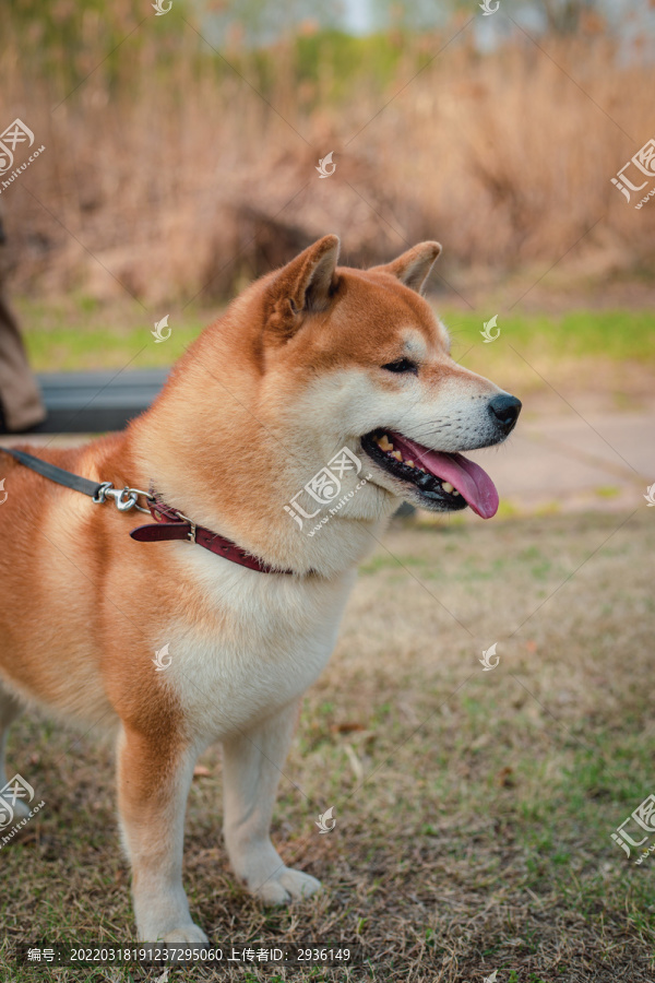 柴犬高清写真