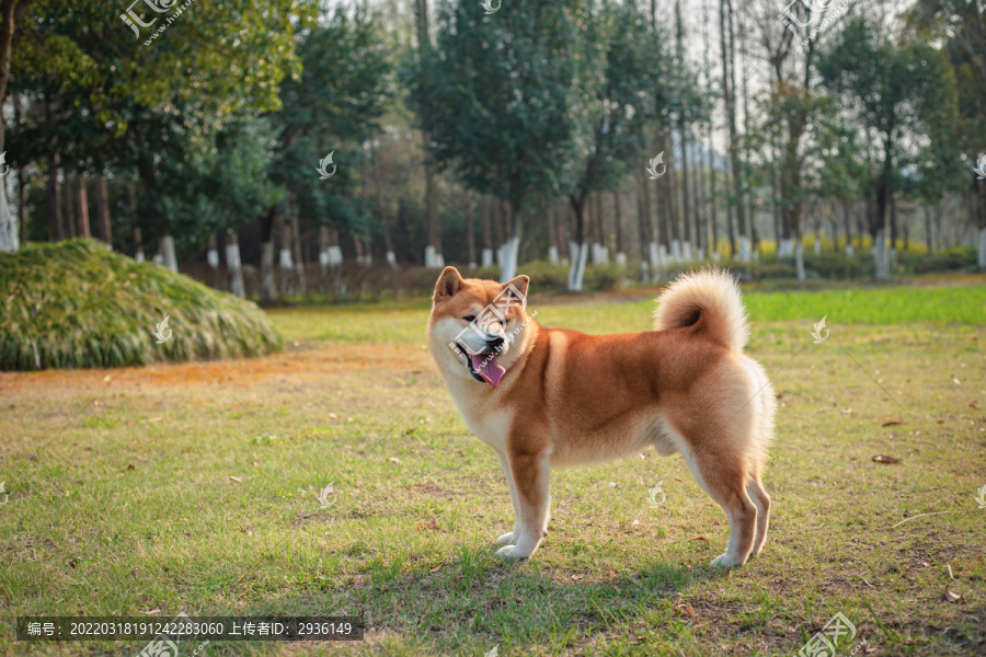 柴犬高清写真