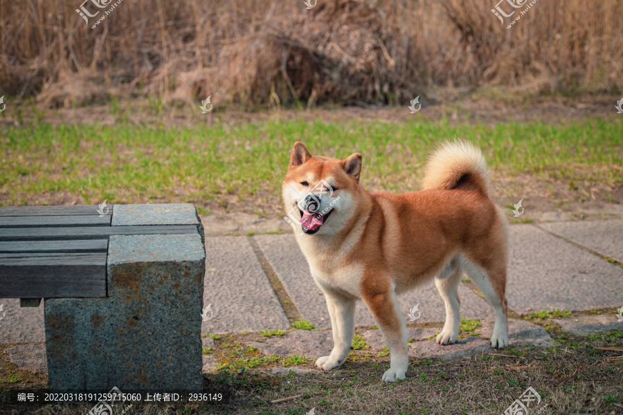 柴犬高清写真