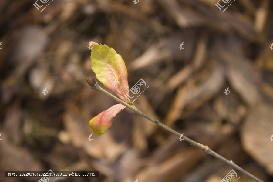 冬季的枹栎树叶