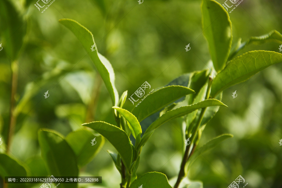 茶树枝叶