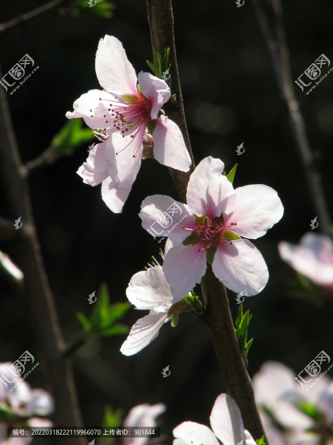 粉红色的桃花