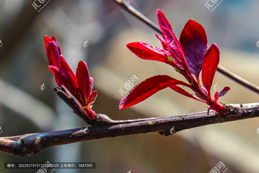 紫叶李萌芽