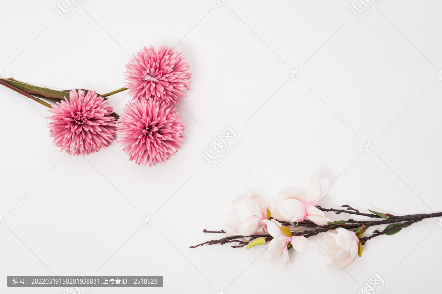 植物花朵平铺白背景抠图素材