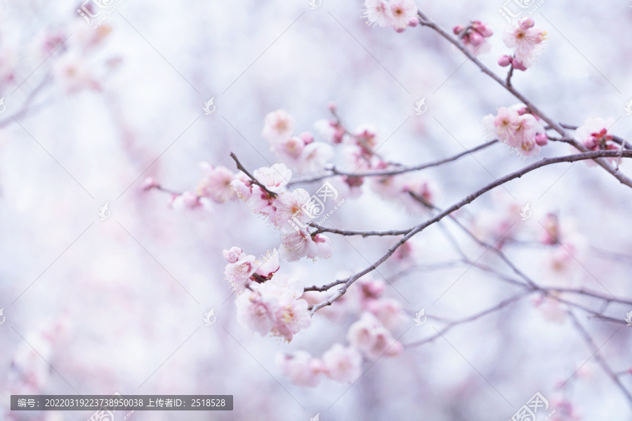 春天梅花山梅花林粉色唯美背景