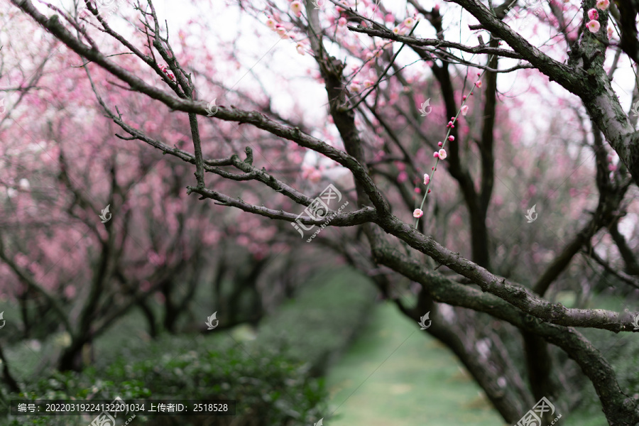 春天粉色梅花林树林花开