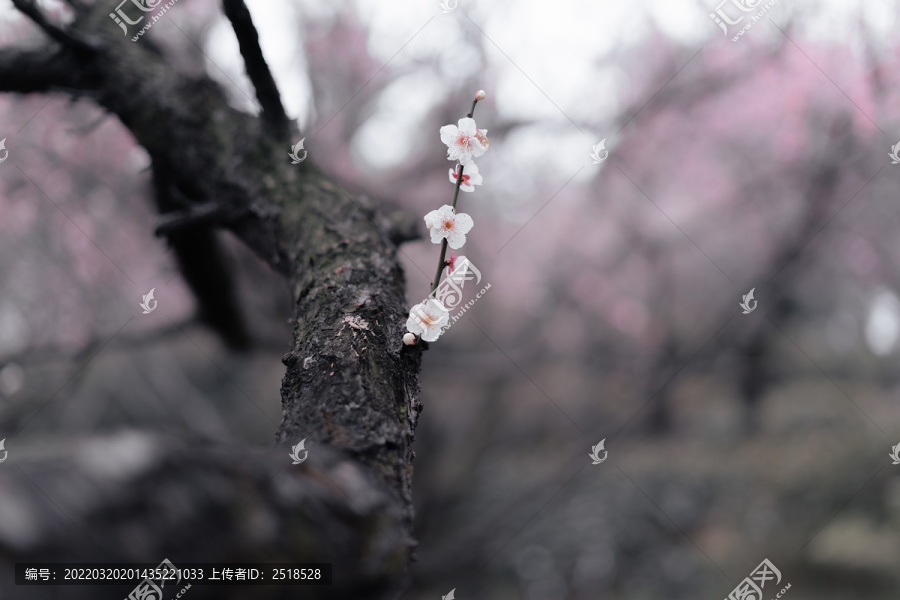 春天一支粉色梅花梦幻背景