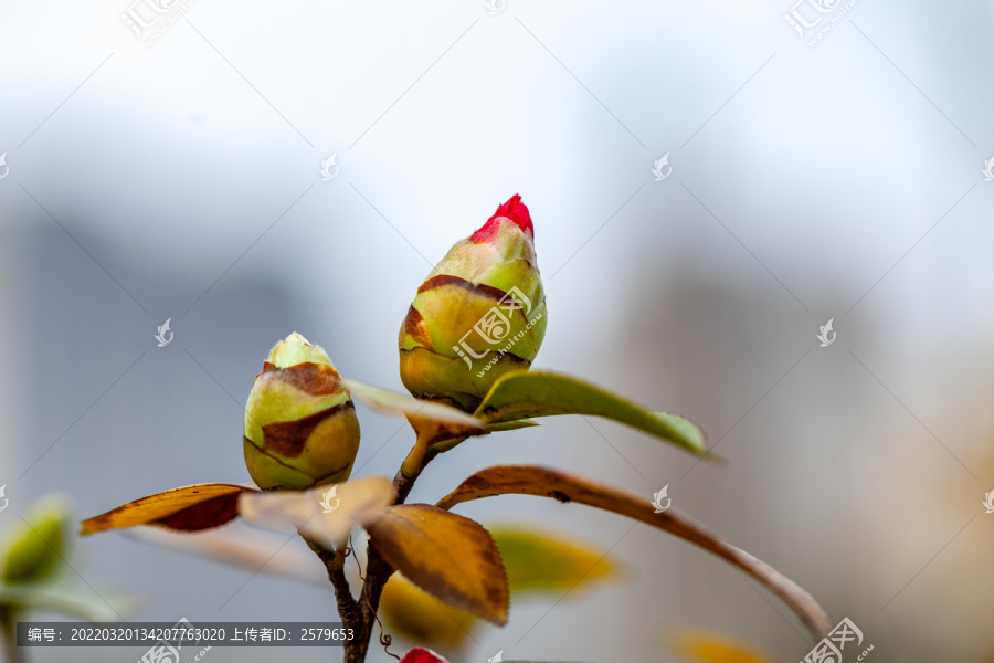 油茶花苞