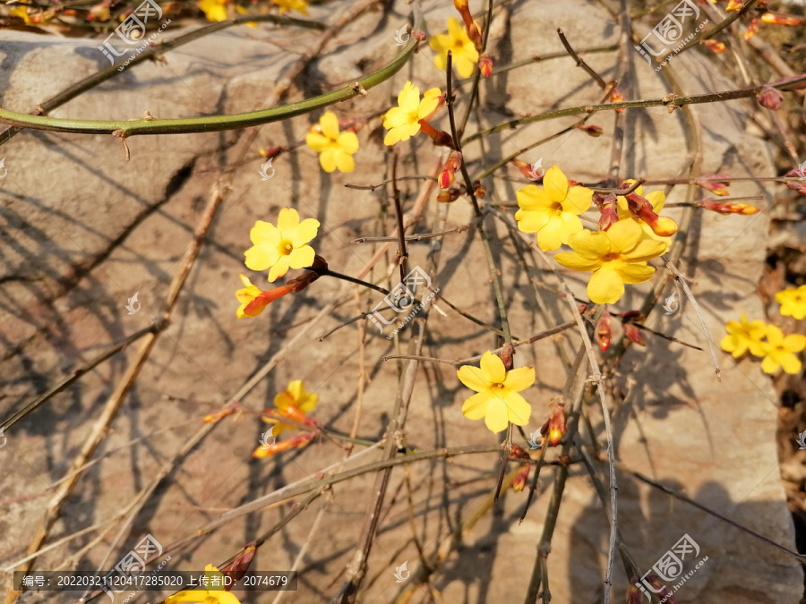 迎春花