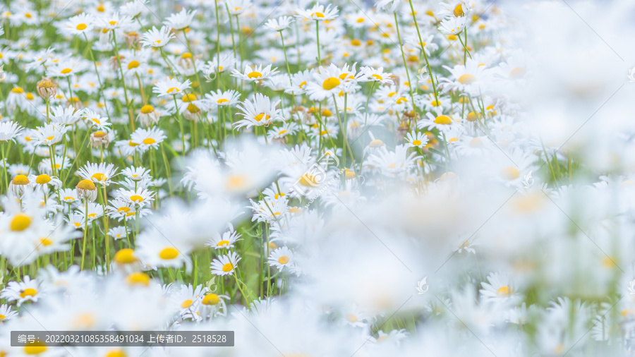 春天白色小雏菊花朵花丛背景