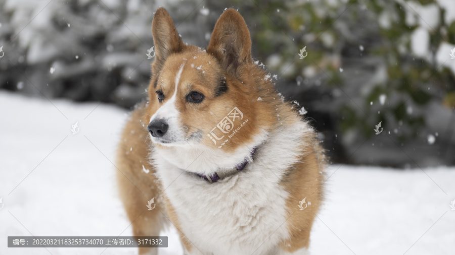 雪中的柯基犬