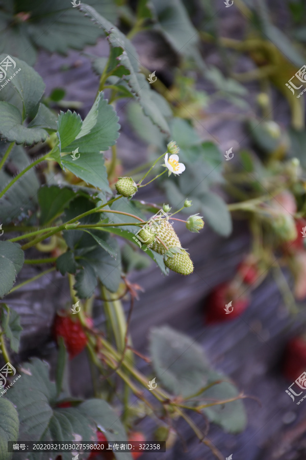 草莓开花和果实