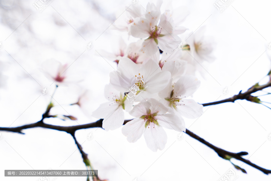 春季樱花花朵绽放