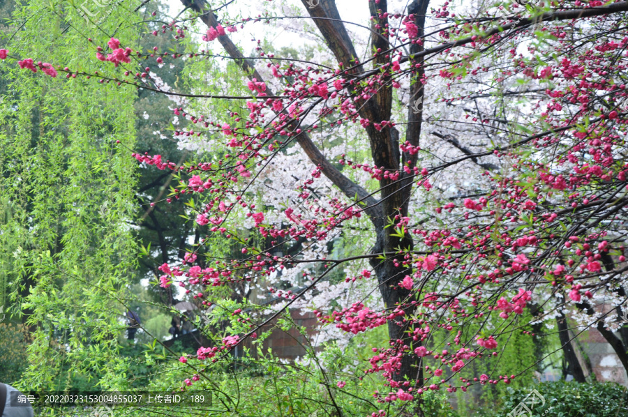 早春的杭州西湖桃红柳绿
