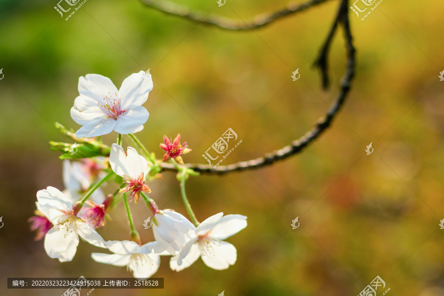 春天花朵白色樱花绽放绿色植物