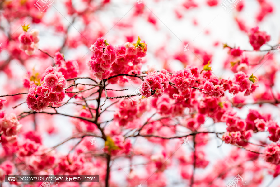 樱花