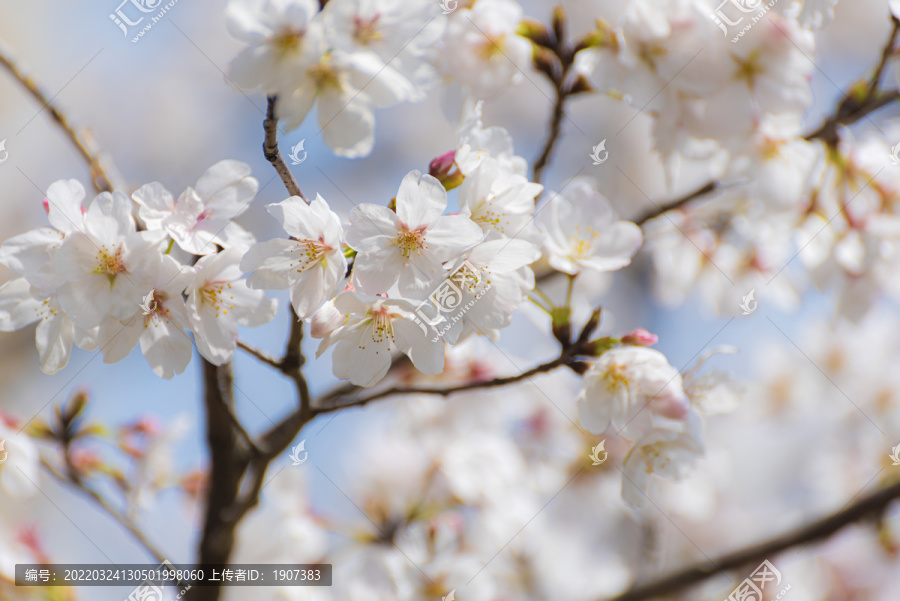 樱花