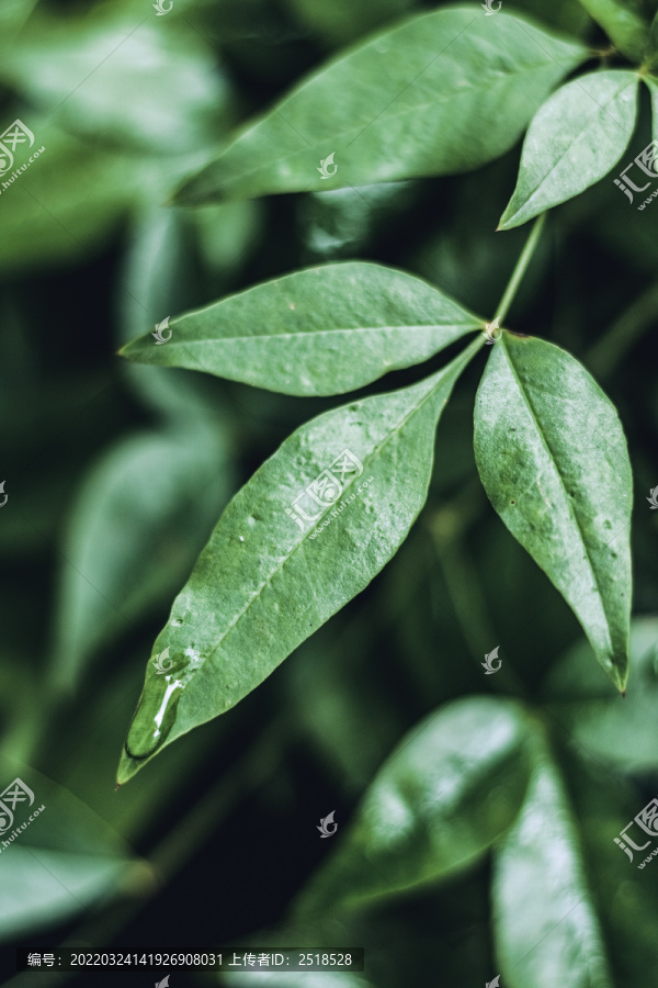 下雨天绿色树叶水滴雨水背景