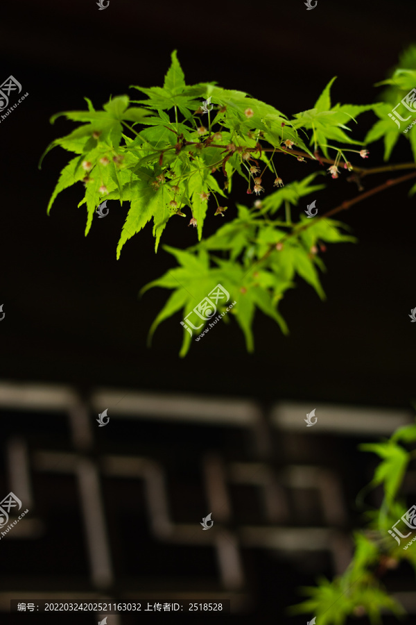 绿色树叶雨水春天绿色嫩叶树枝