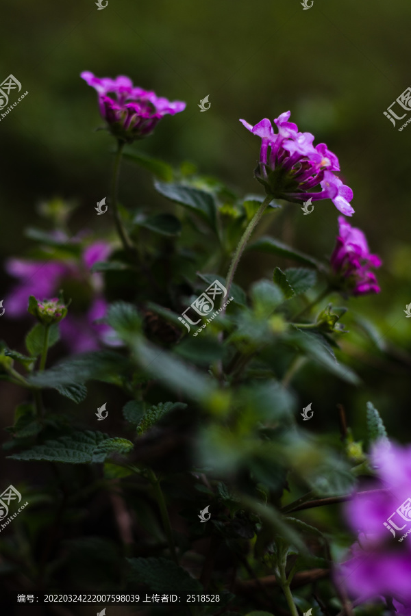 雨后下雨春天紫色花朵