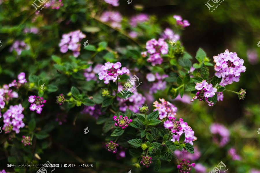 雨后下雨春天紫色野花花朵