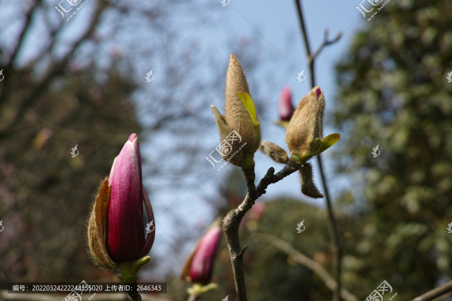 玉兰花