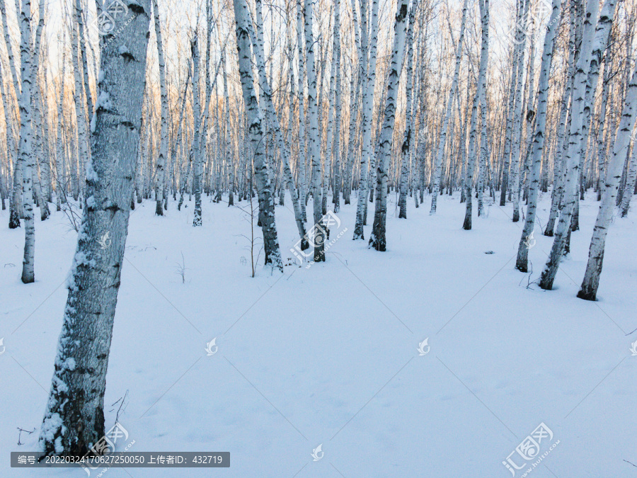 冬季清晨雪地白桦树林