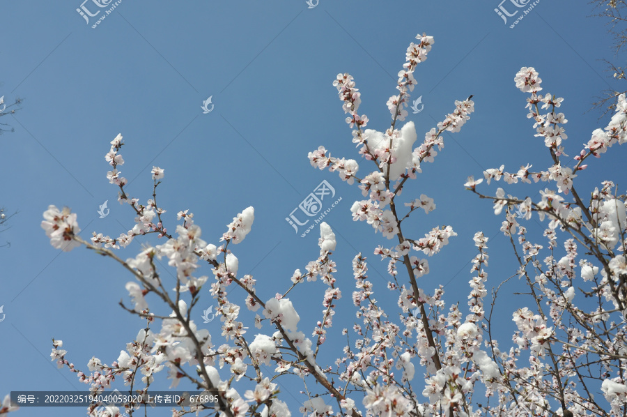 枝头桃花白雪春