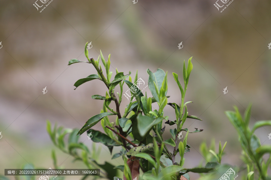 清明茶野生茶