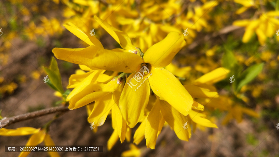 黄色迎春
