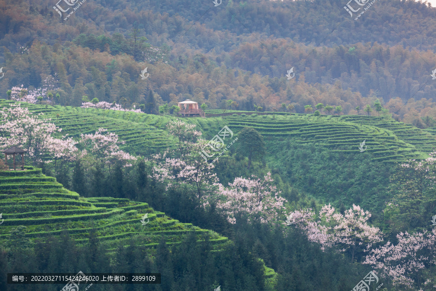 蜿蜒茶山泡桐花茶山风光