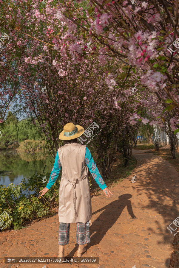 垂丝海棠想想办法美女背影