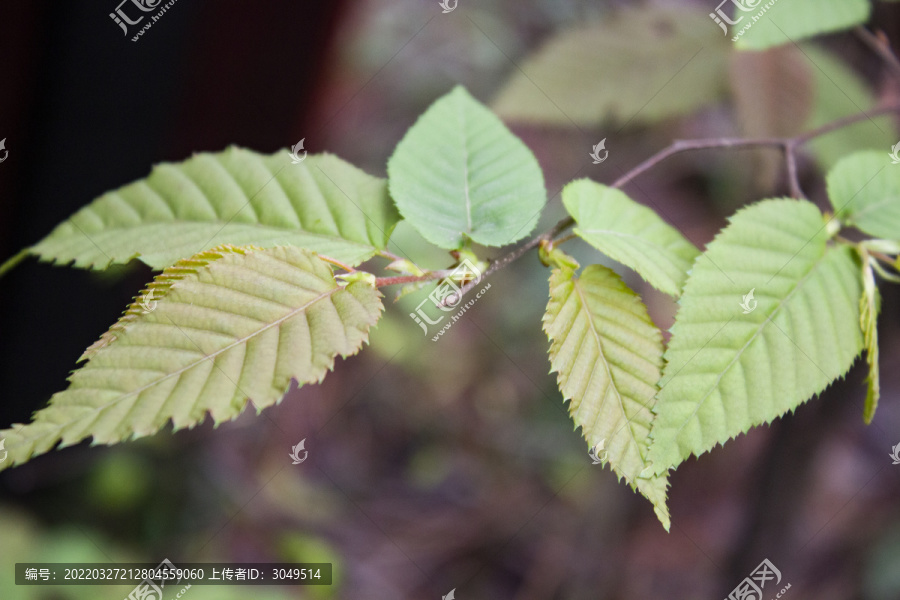 雷公鹅耳枥