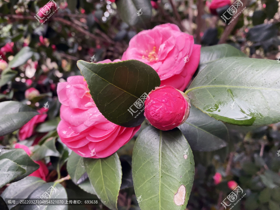 雨后山茶花