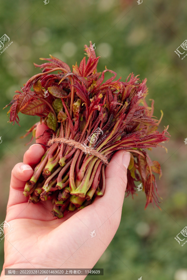 红油香椿芽